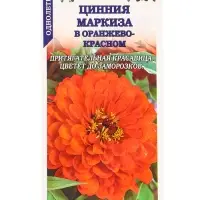 Семена Цинния Маркиза в Оранжево-красном /Сотка / 0,2г/ h-80см d-14см /*1200