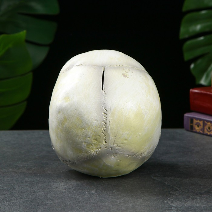 Копилка "Череп" кость белая, 16х13х22см