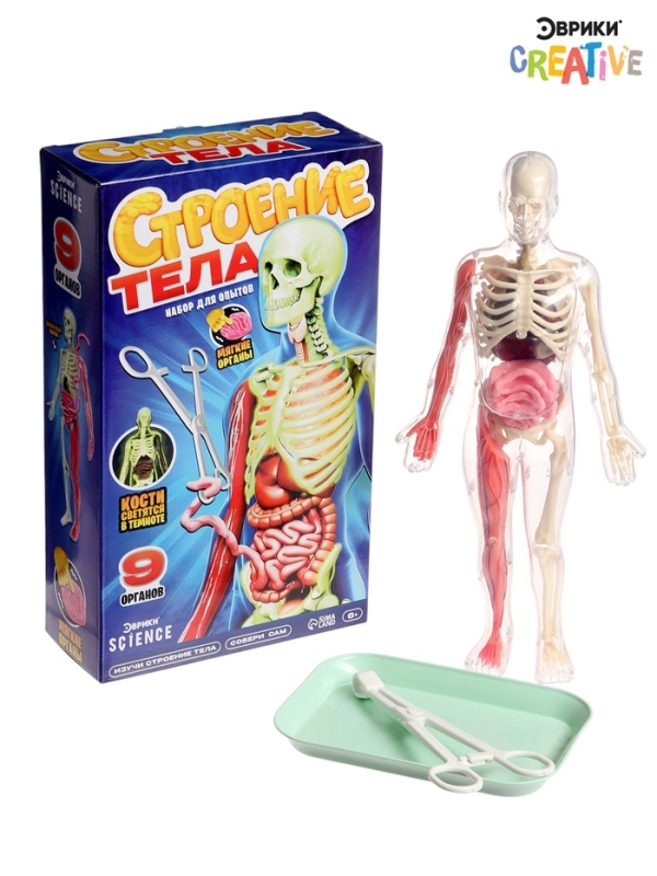 ЭВРИКИ Набор для опытов "Строение тела", светящееся с мягкими органами