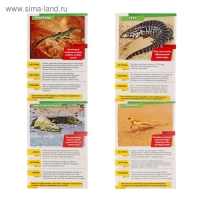 Мини-энциклопедии &laquo;Мир животных&raquo;, 8 шт. по 20 стр.