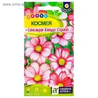 Семена цветов Космея "Сенсация" Кенди Страйп, О, ц/п, 0,5 г