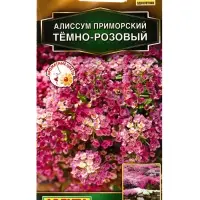 Семена цветов Алиссум приморский Тёмно-розовый  Золотая серия, Ц/П,0,1 г