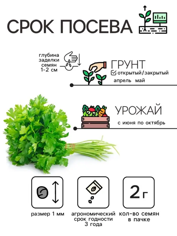 Семена петрушка листовая &laquo;Богатырь&raquo;, 2 г