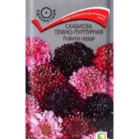 Семена цветов Скабиоза темно-пурпурная Разбитое сердце, 10шт