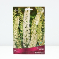 Клопогон простой Вайт Пёрл, р-р I, 1 шт, Весна 2025