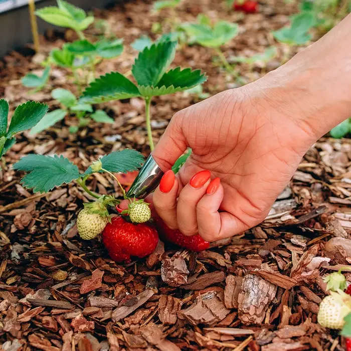 Напальчник с лезвием, металлический, Greengo