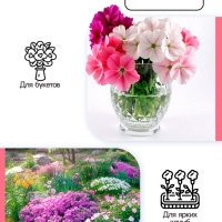 Флокс метельчтый Miss pepper корневище в пакете с торфогрунтом, р-р II, 2 шт.