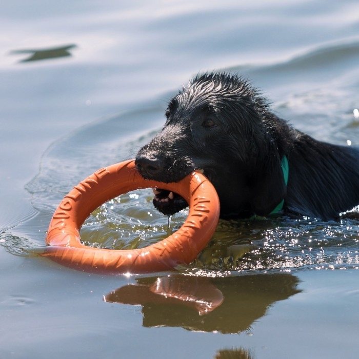 Кольцо "ДогЛайк" D-2611, 8-мигранное, большое, ⌀ 30,5 см