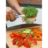 Набор для выращивания &laquo;Моя микрозелень&raquo;, базилик