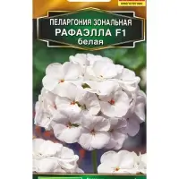 Семена цветов Пеларгония Рафаэлла F1 белая Мн С. Farao Золотая серия, Ц/П,5 шт.