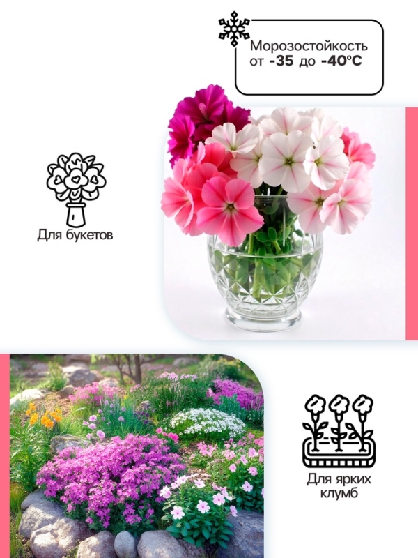 Флокс метельчатый &laquo;Аметист&raquo;, корневище в пакете с торфогрунтом, р-р I, 2 шт.