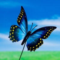 Штекер "Бабочка Вайлет" 7х8см/25см, набор 10шт, МИКС