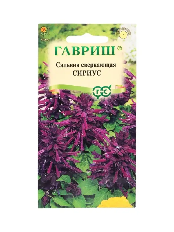 Семена цветов Сальвия Сириус,* карликовая 4 шт.