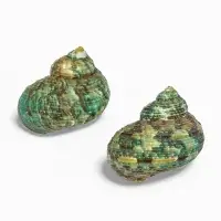 Набор ракушек декоративных, длина 4-5 см. ширина 2 см, 2 шт