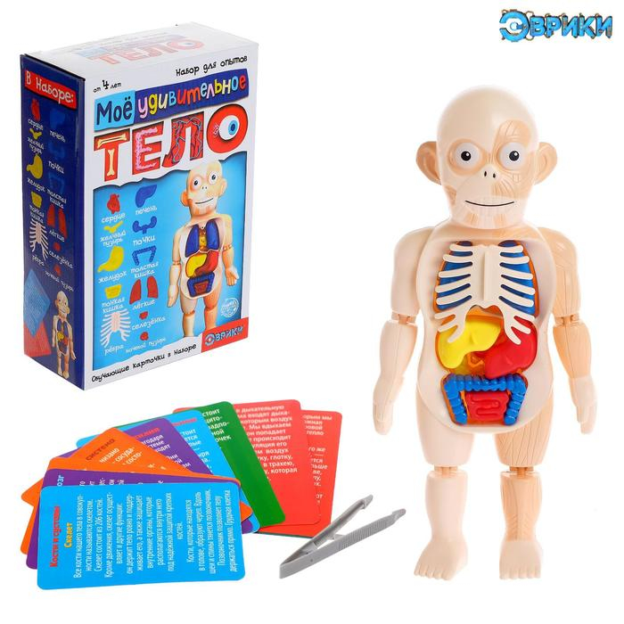Набор для опытов &laquo;Мое удивительное тело&raquo;