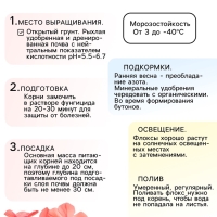 Флокс &laquo;Хербствальцер&raquo; корневище в пакете с торфогрунтом, р-р I, 2 шт.