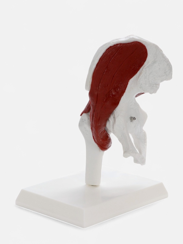 Макет "Тазовая кость с мышечной тканью" 23*13см