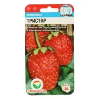 Семена Клубника "Тристар", 10 шт