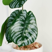 Бонсай в горшке &laquo;Филодендрон&raquo; 7,5х20 см, микс горшка