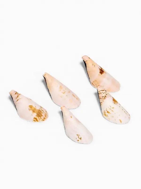 Набор ракушек декоративных, длина 4 см, 5 шт