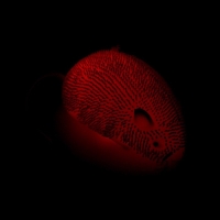 Ёжка &laquo;Мышка&raquo; световой, цвета МИКС