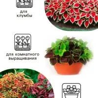 Семена цветов Колеус "Оригинальный", ц/п,  смесь,  0,03  г