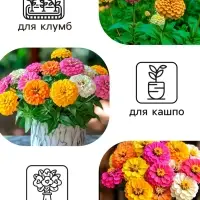 Семена цветов Цинния "Калифорнийские гиганты" смесь, 0,3 г