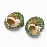 Набор ракушек декоративных, длина 4-5 см. ширина 2 см, 2 шт