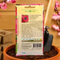 Семена цветов Петуния "Бордовая", ц/п,  бахромчатая, О, пробирка, ц/п, 7 шт.