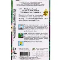 Семена цветов Астра помпон. Черника со сливками 100 шт