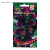 Семена цветов  Горошек душистый "Купидон", пурпурный, 6 шт
