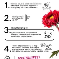 Семена   Астра Матсумото Дебют, смесь окрасок , 0,2г