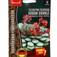 Семена цветов Эхеверия Urban Orange пекокка  5др.  12.29 г.