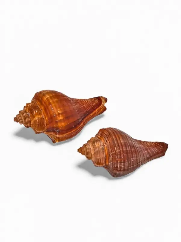 Ракушка декоративная, длина 5-6 см, ширина 4 см