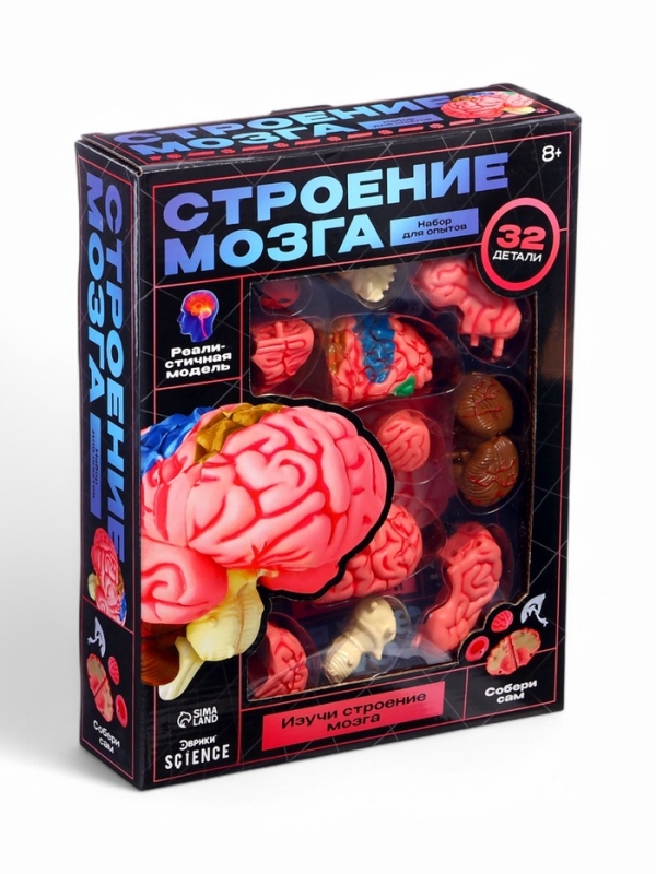 ЭВРИКИ Набор для опытов "Строение мозга", анатомическая модель