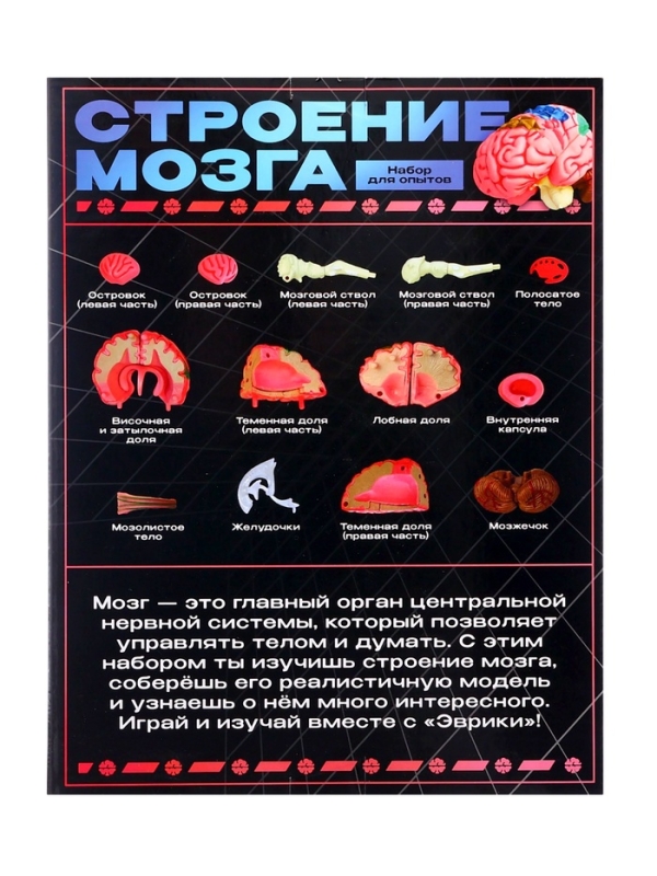 ЭВРИКИ Набор для опытов "Строение мозга", анатомическая модель