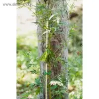 Колышек для подвязки растений, h=100 см, d=8 мм, стеклопластик, Greengo