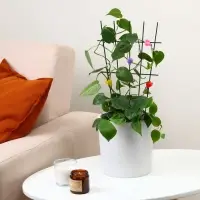 Клипса для растений &laquo;Клубника&raquo;, набор 10 шт., МИКС, Greengo