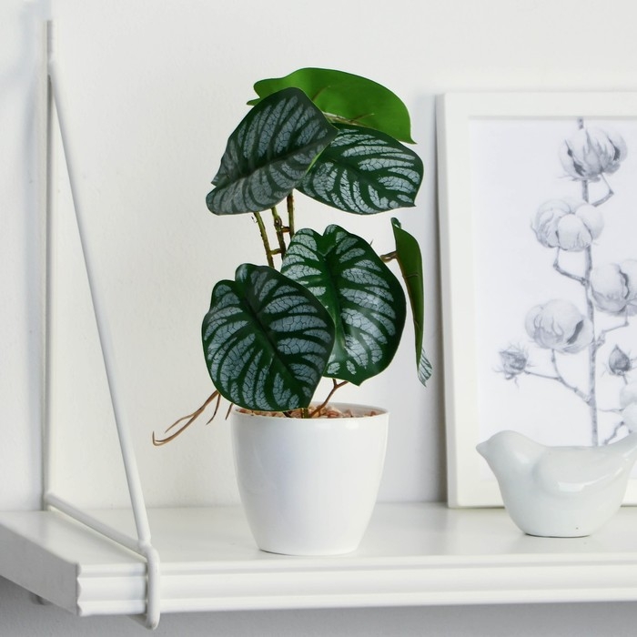 Бонсай в горшке &laquo;Филодендрон&raquo; 7,5х20 см, микс горшка