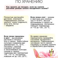 Лилия Турецкая шапочная "Spec.Var. Rubrum Uchida", р-р 12/14, 2 шт.