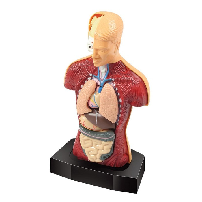 Научный опыт &laquo;Строение тела&raquo;