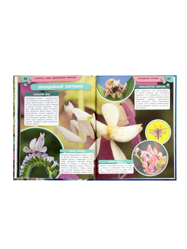 Энциклопедия &laquo;Аксолотль. Самые удивительные животные&raquo; 405007