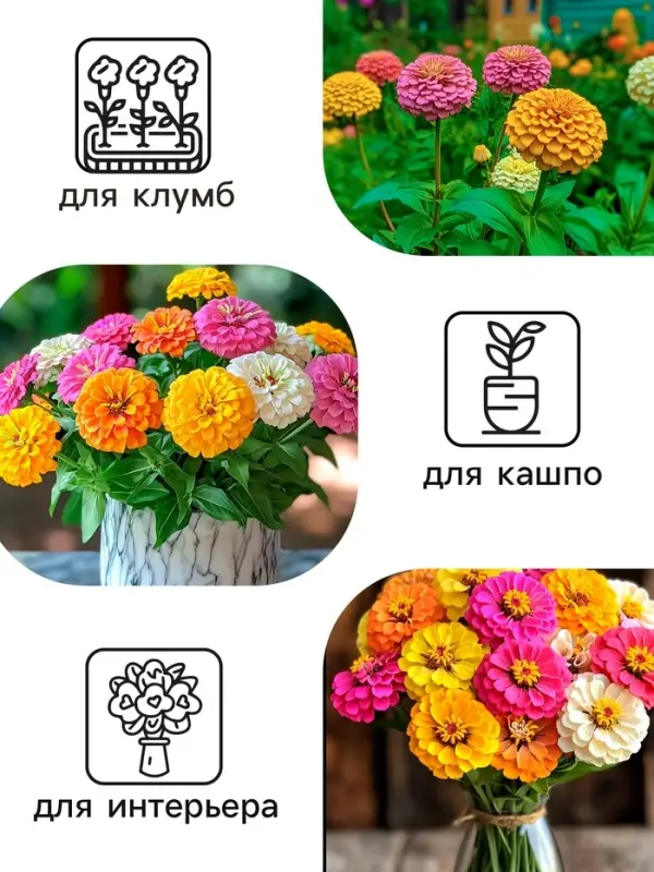 Семена цветов Цинния "Калифорнийские гиганты" смесь, 0,3 г