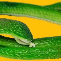 Антистресс игрушка змея