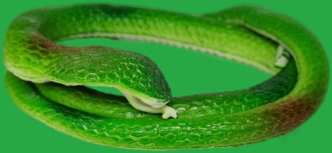 Антистресс игрушка змея