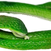 Антистресс игрушка змея