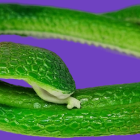 Антистресс игрушка змея