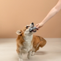 VETTA Игрушка для домашних животных, ТПР, 12,5 см